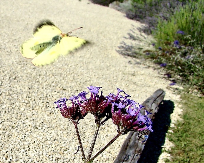 Berger's clouded yellow